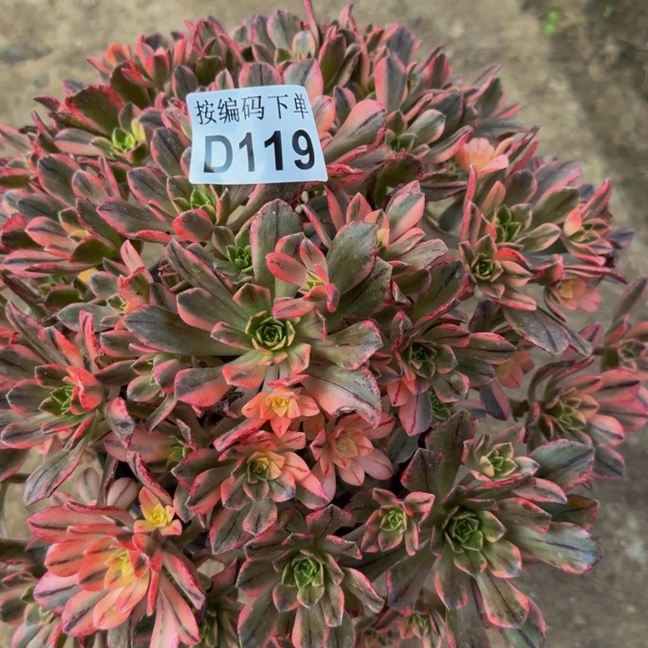 119甜茶多肉植物