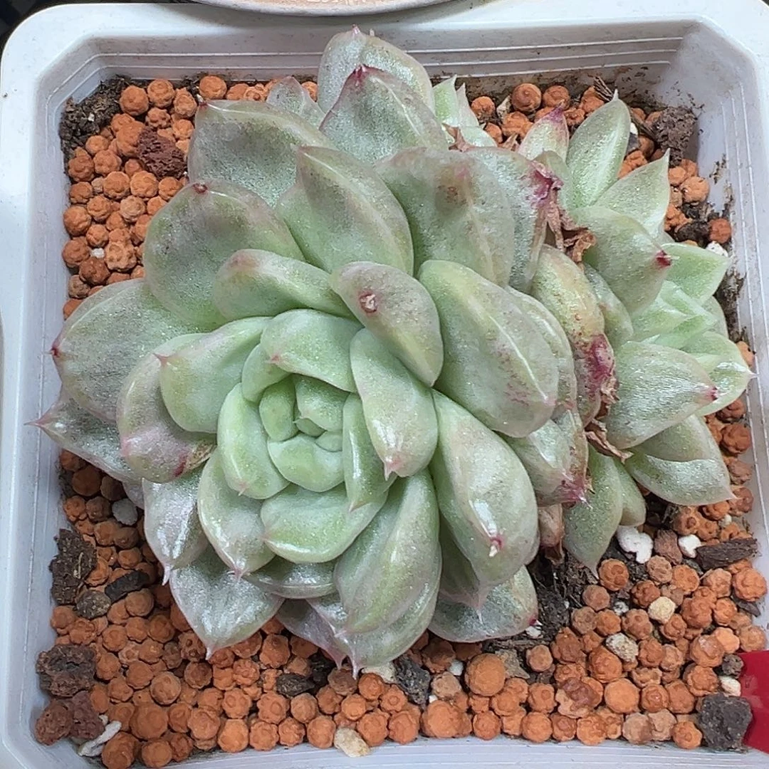 麦秆石化多肉植物