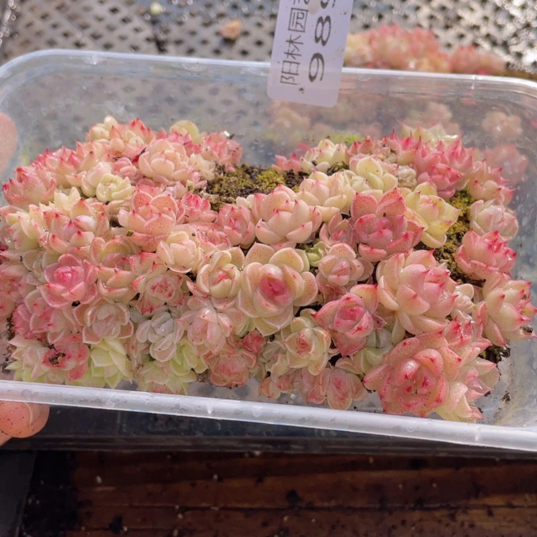 多肉植物多肉植物989