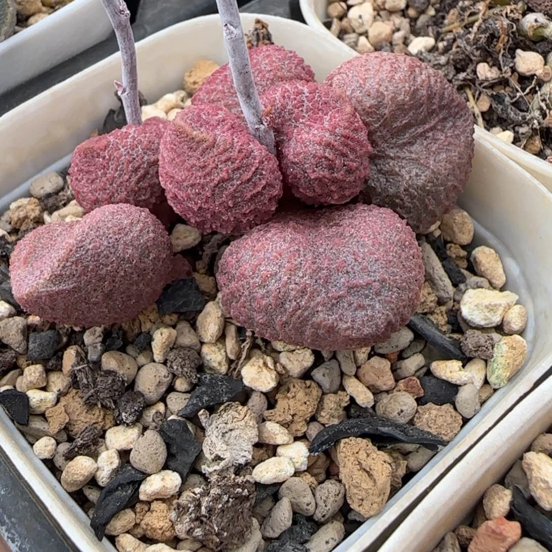 水蜜桃水泡，一物一拍