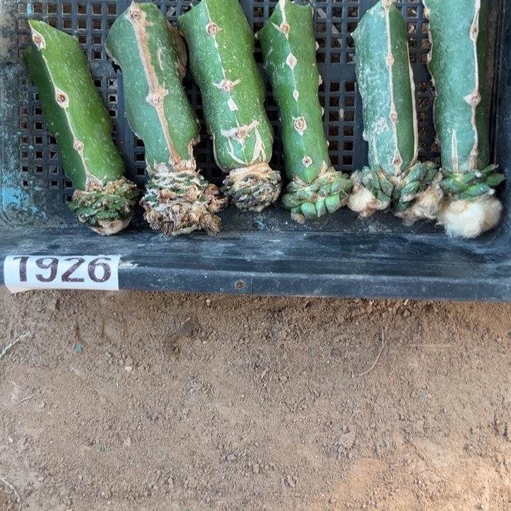 苗接牡丹仙人球组合1926号