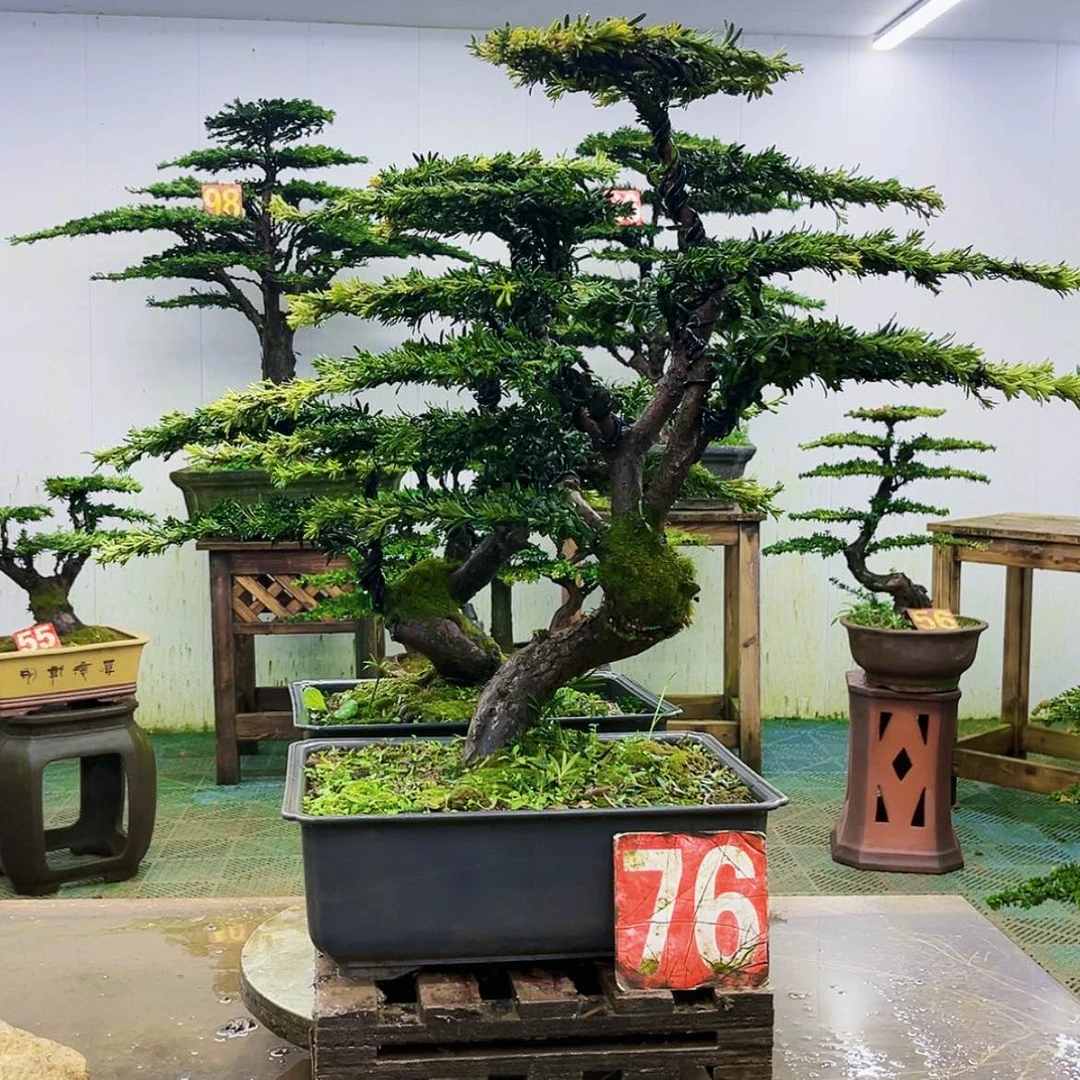 【闪购商品】无花朵