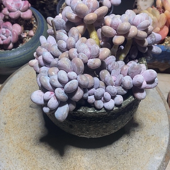 胭脂精品多肉10012