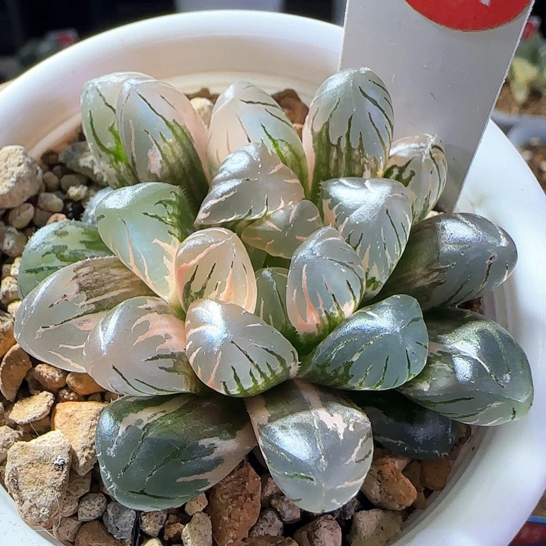 341号冰灯玉露锦一物一拍带盆土