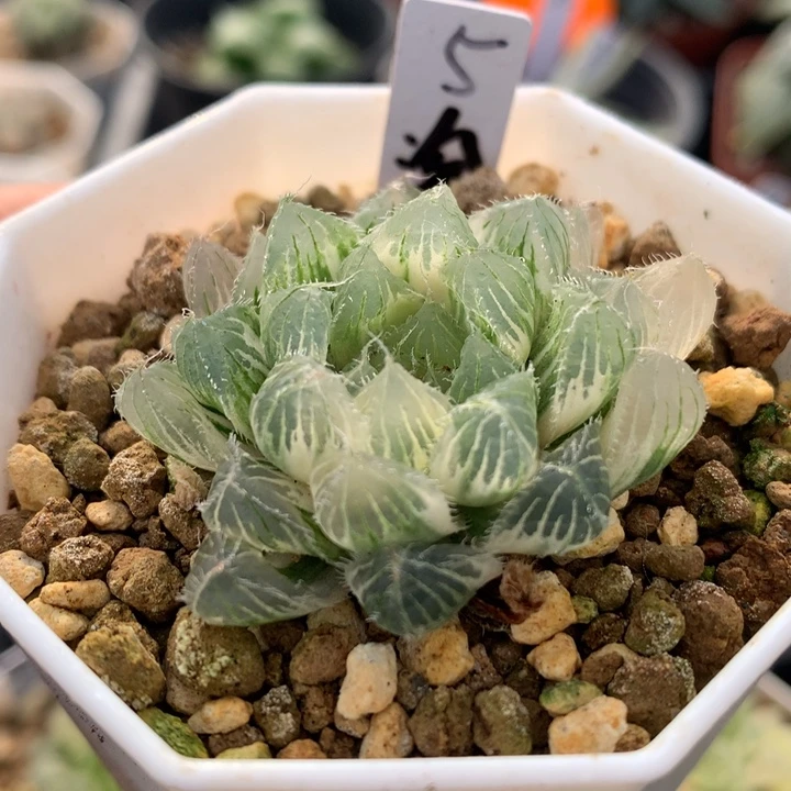 冰魄玉露锦，带盆一起