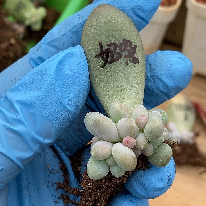 奶杂锦基因多肉植物