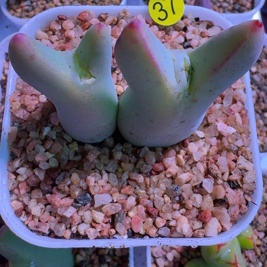 T****u37................多肉....