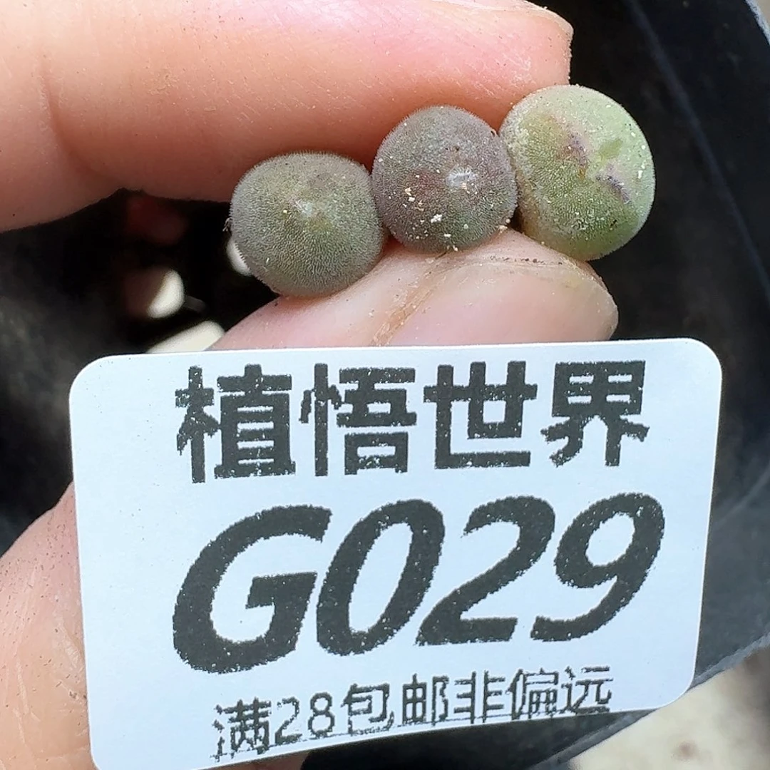 多肉植物的人生fgb