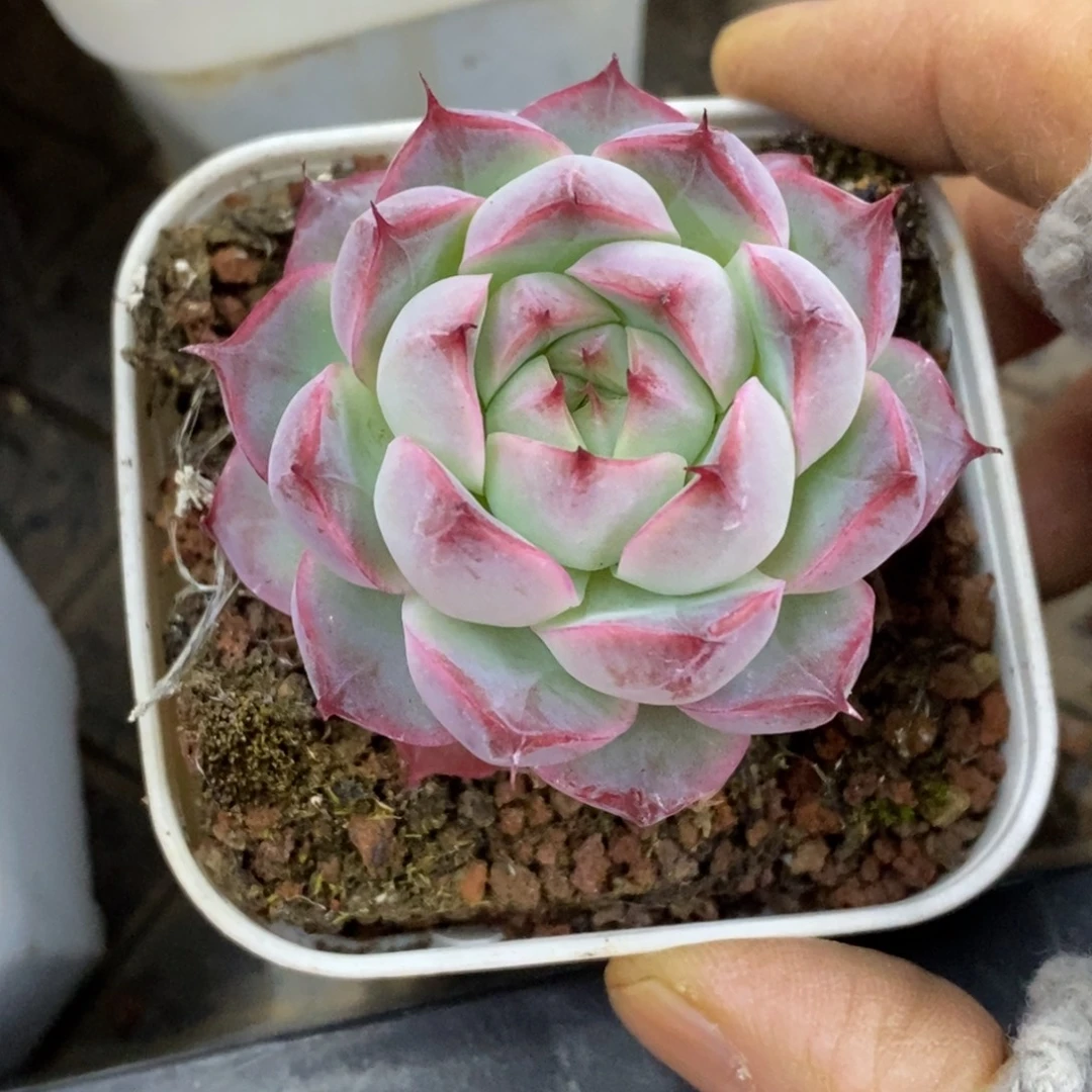 精品多肉一物一拍不包整1