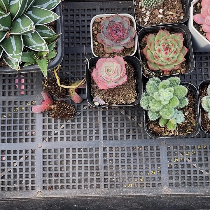 那****98号筐带盆土发货