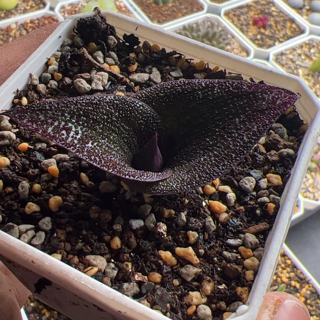 12.2紫镜多肉植物组合136