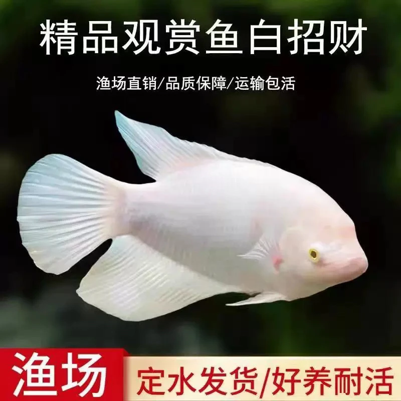 红眼招财鱼战船鱼活体中大型热带淡水观赏鱼鱼