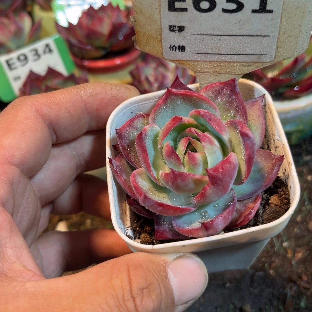 惊鸿一瞥631号多肉