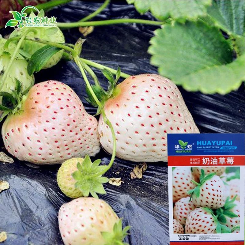 盆栽奶油草莓种子 白草莓种子水果种子 阳台盆栽庭院四季