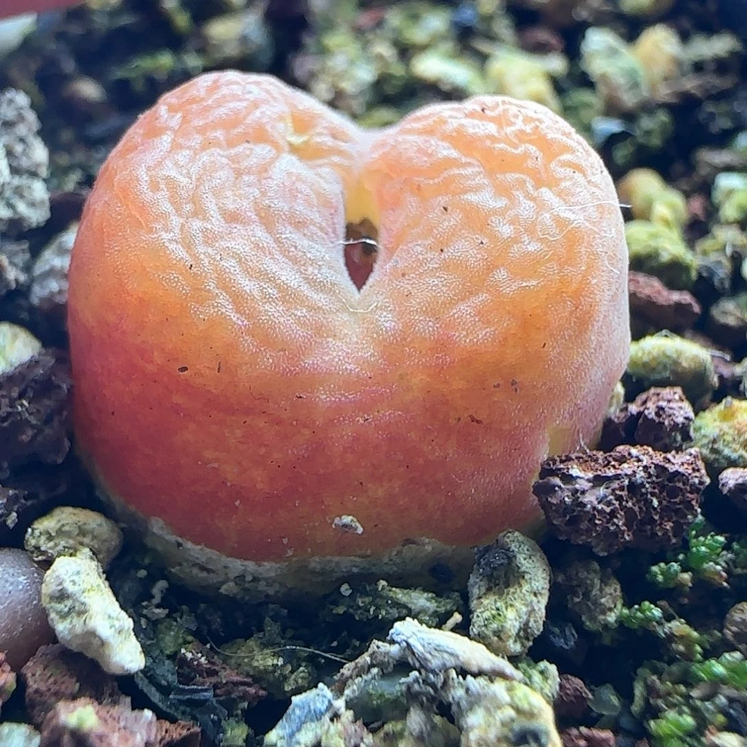 佰**柜年后脱土发货24843