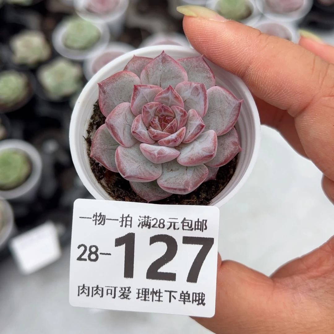 优选糖心单头多肉单头多肉