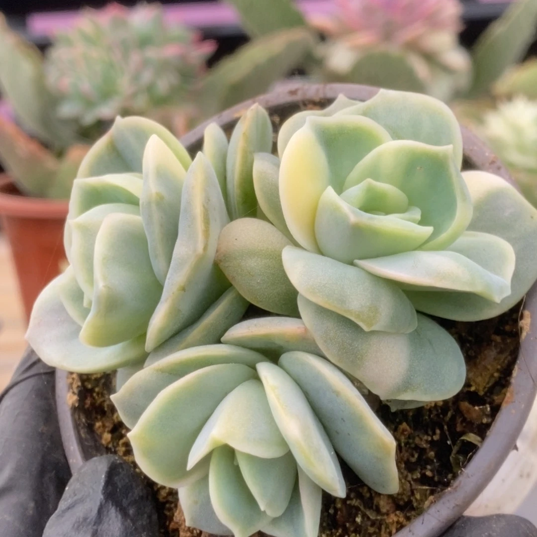 730可爱玫瑰锦锦锦锦锦
