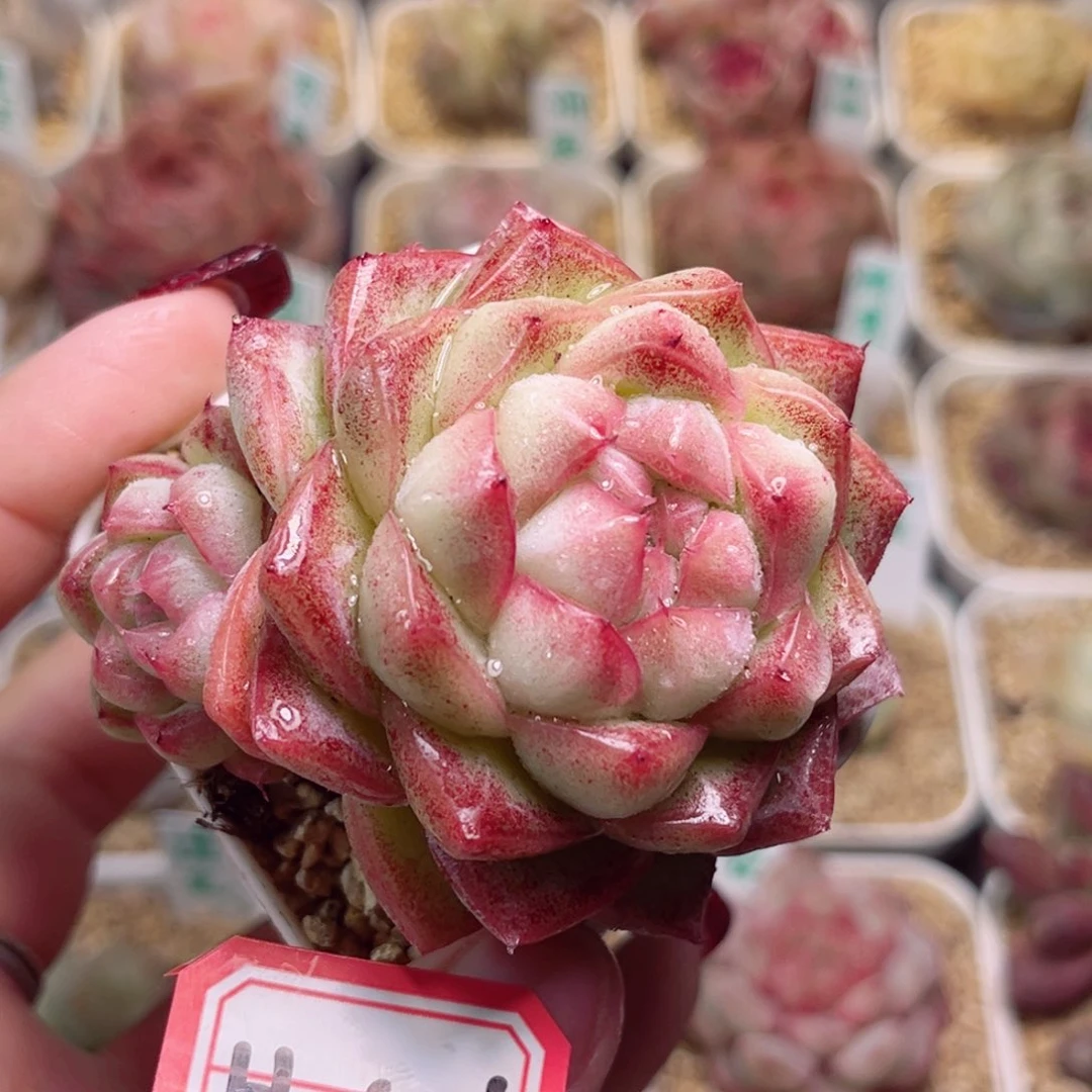 H151一物一拍 大溪地珍珠