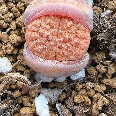 【闪购商品】25482