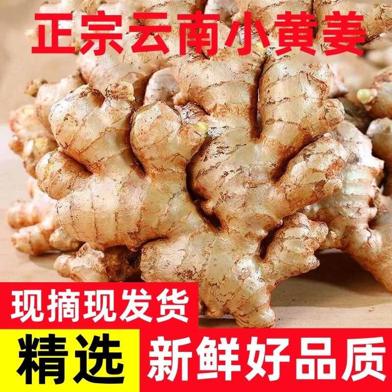 【5斤特价】正宗云南小黄姜生姜批发生姜产地生姜大姜非沙姜木子姜
