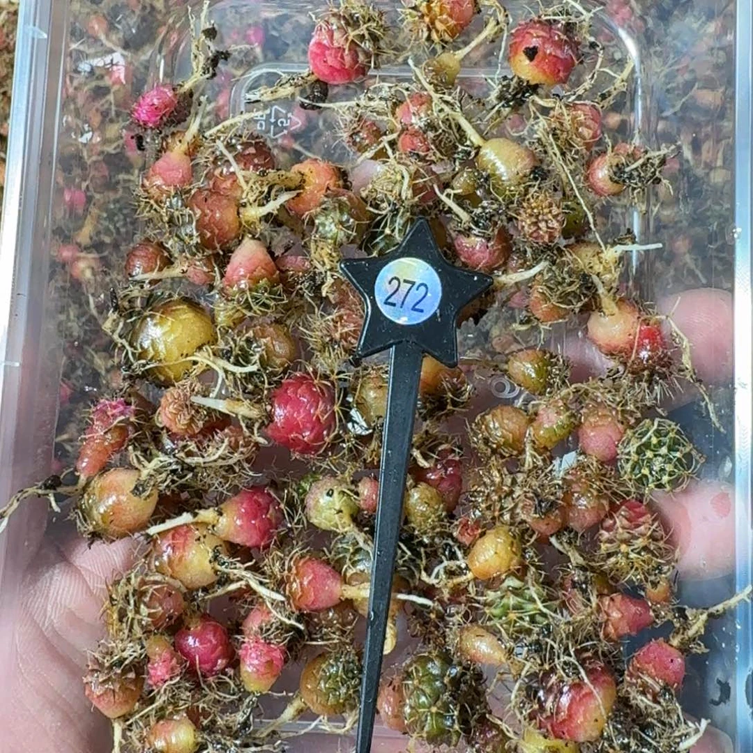 米哈实生自然锦练手球272