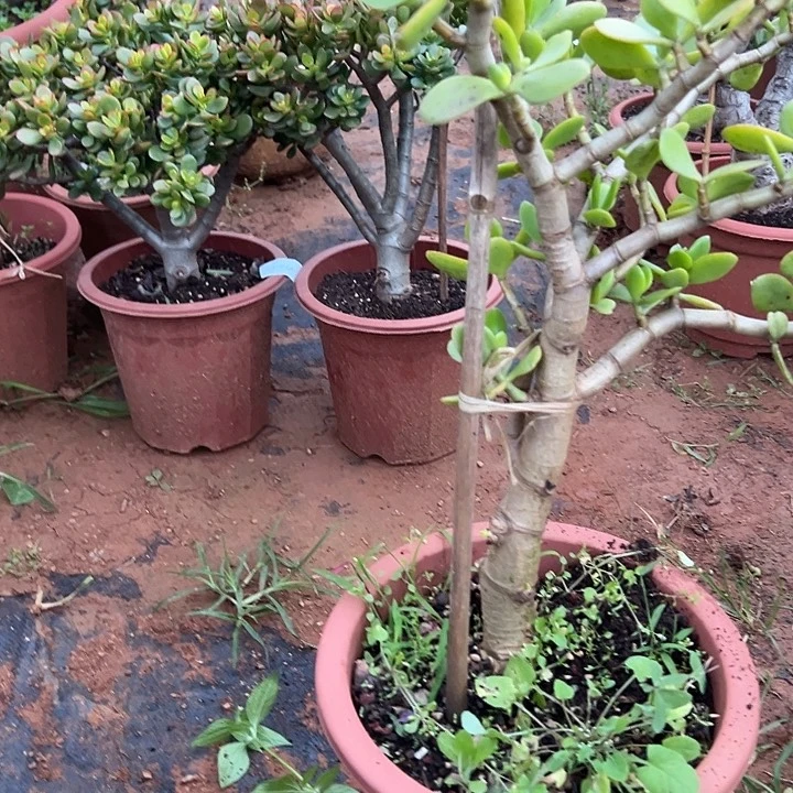 山***3多肉植物实物直播实物229