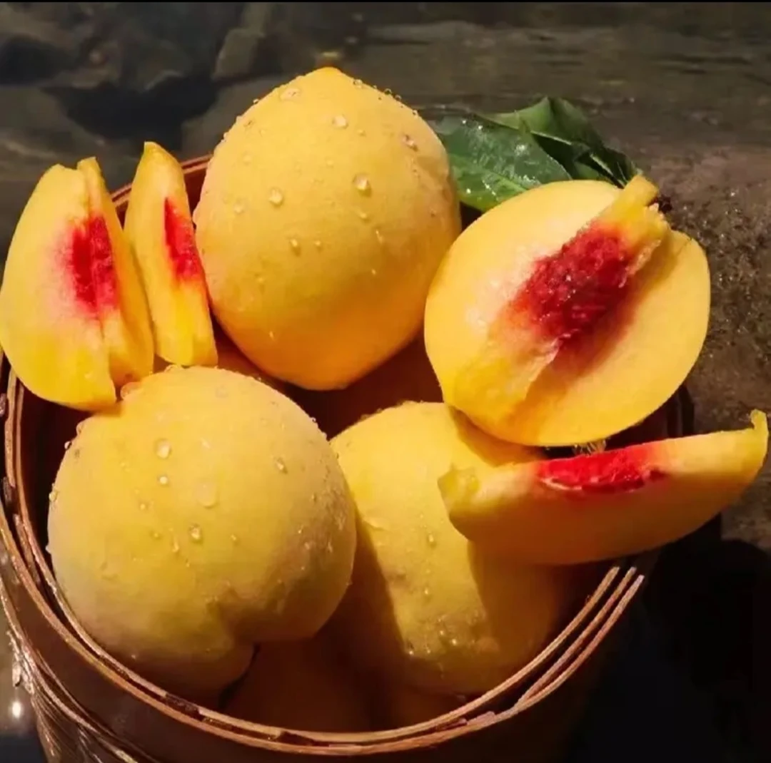 正宗炎陵高山黄桃