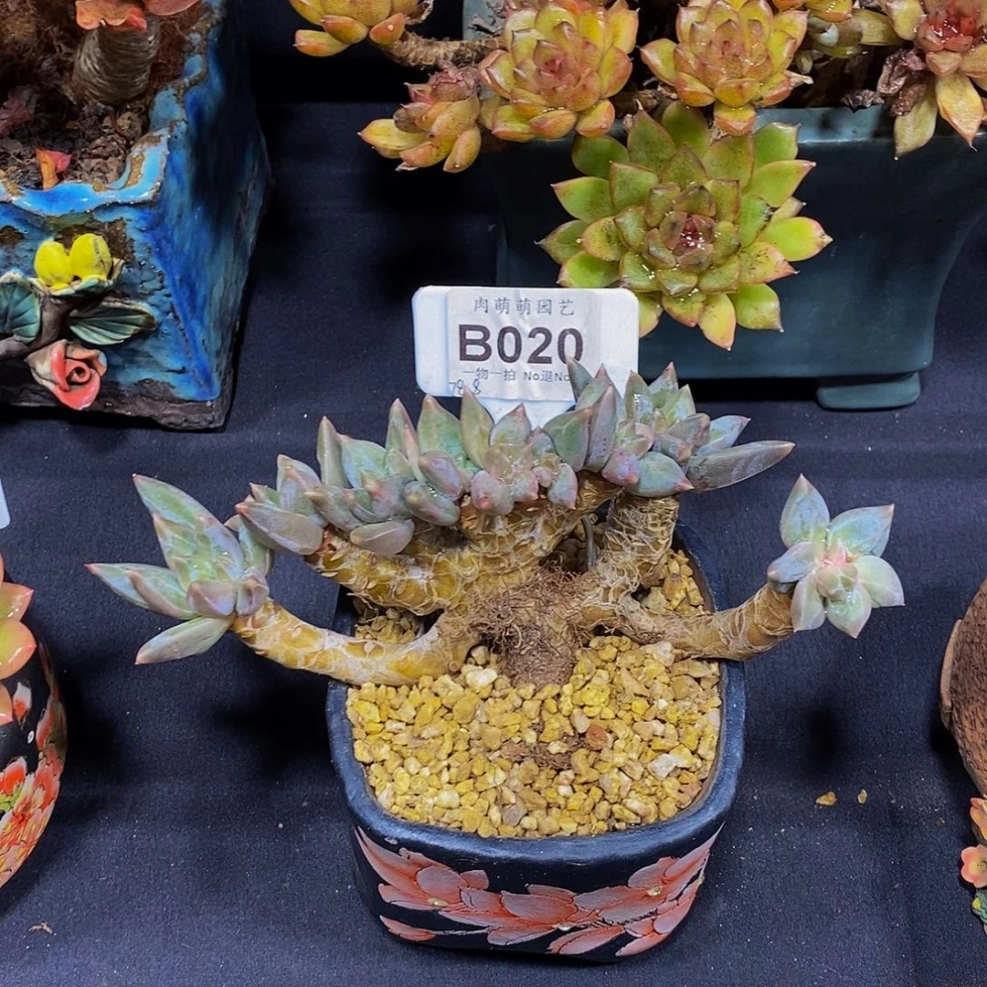 小***，B020重楼朵朵缀寄养多肉