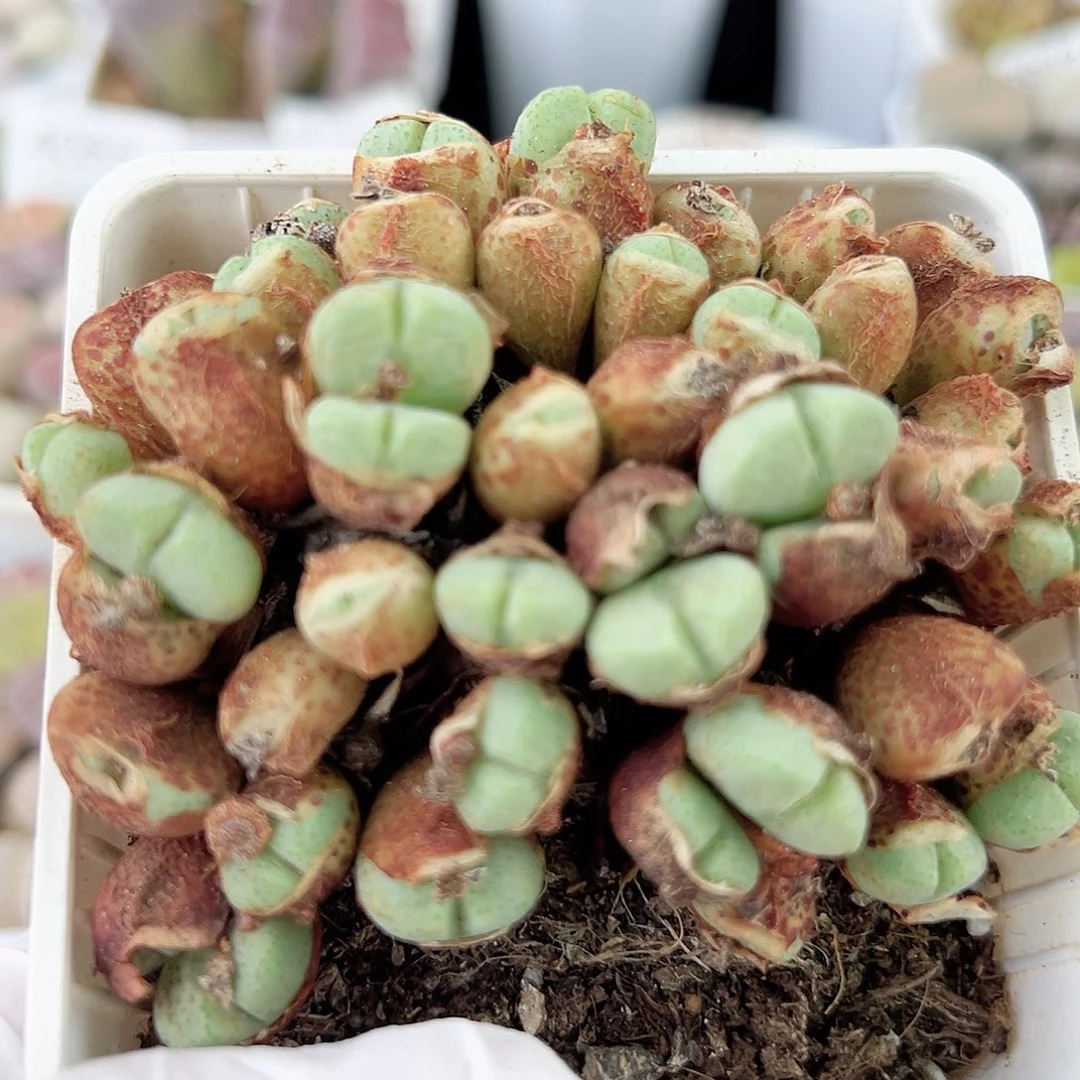 1000 好养易活生石花大母本