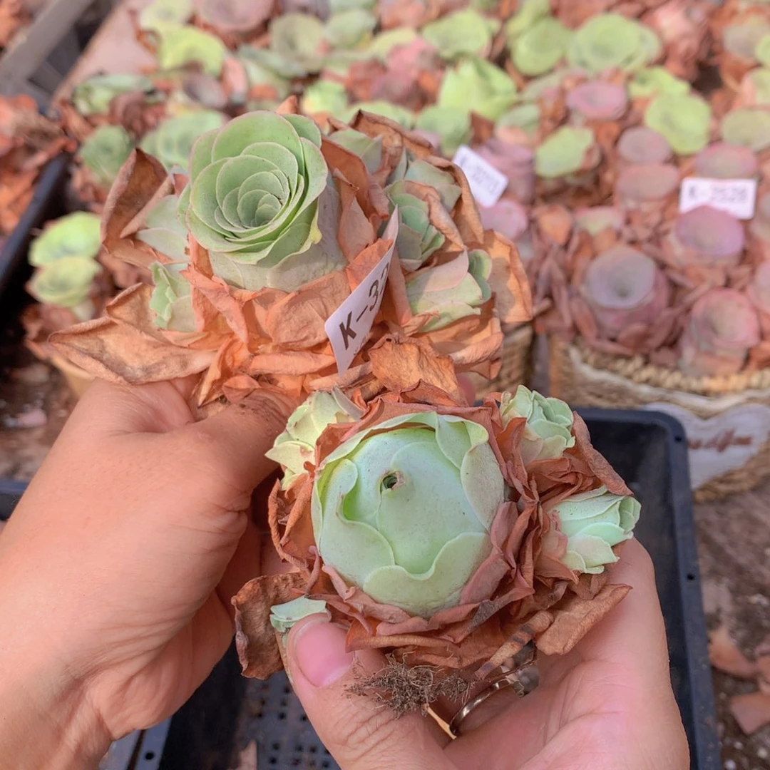 3201福利2颗d f f f g vvvv