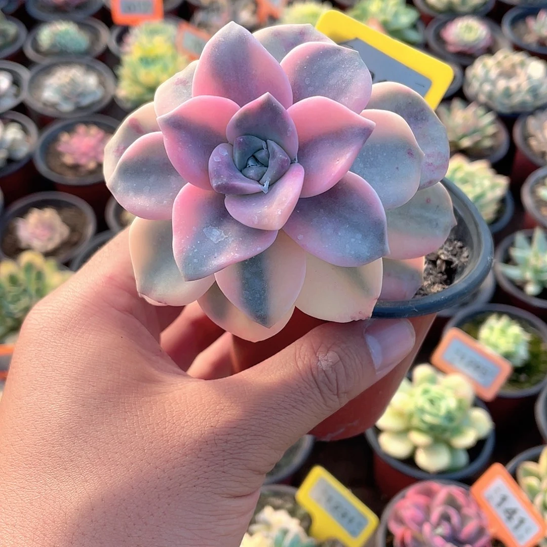 紫乐锦1212号多肉