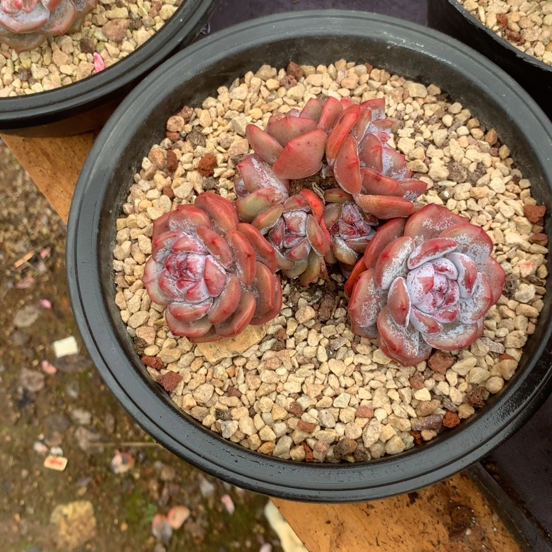 无花朵哈哈哈哈哈哈哈哈