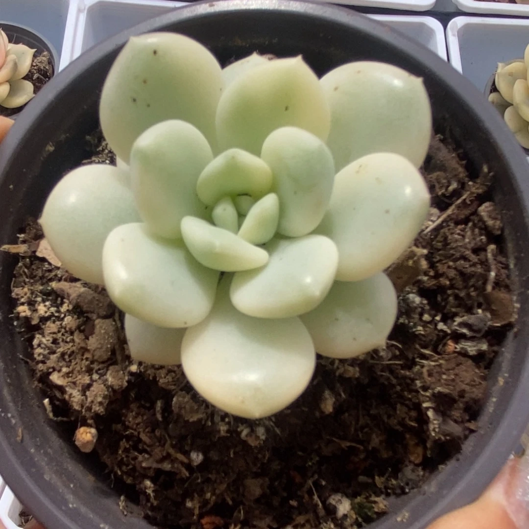 678新香水锦锦锦锦锦锦