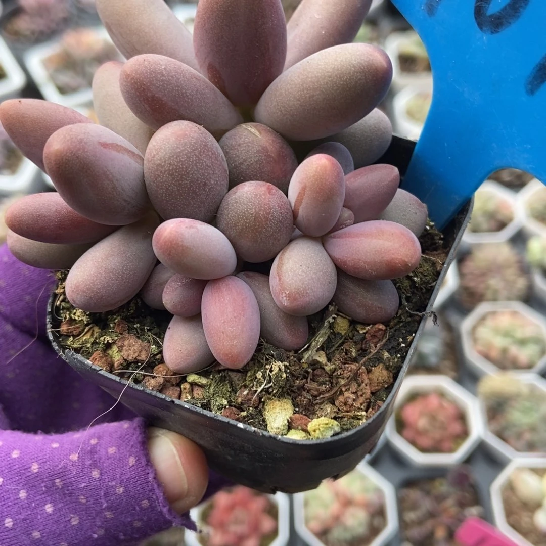 1018糖果美人多肉植物