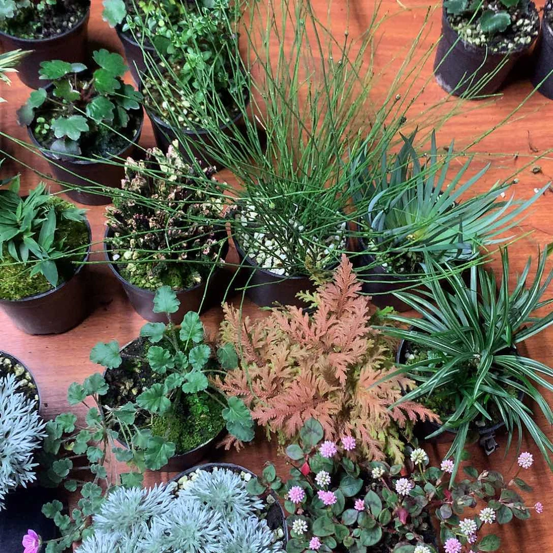 当前无花栽培后可以开花8