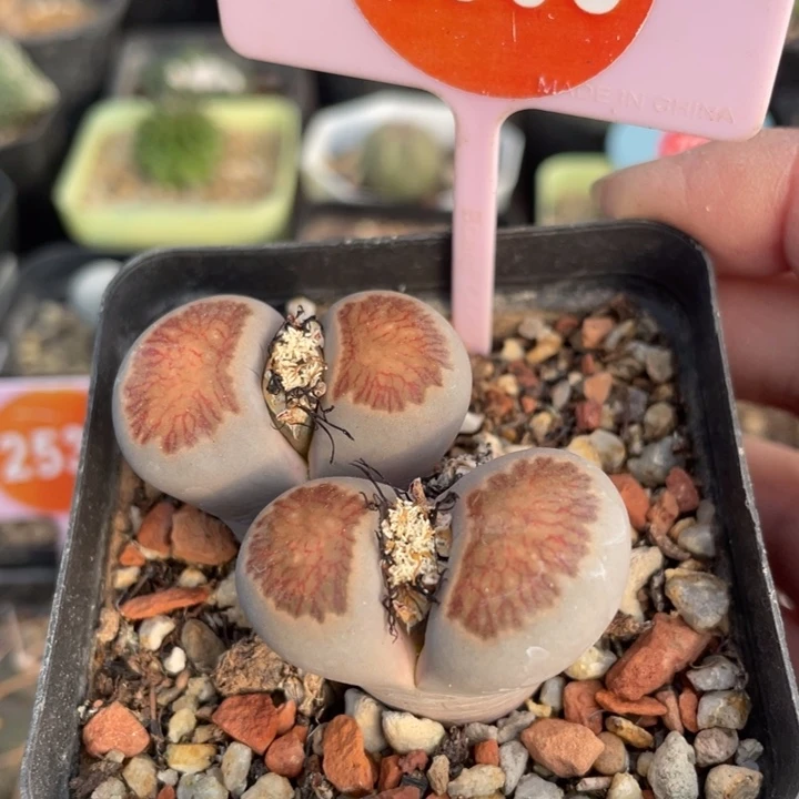 *****生石花2505000000