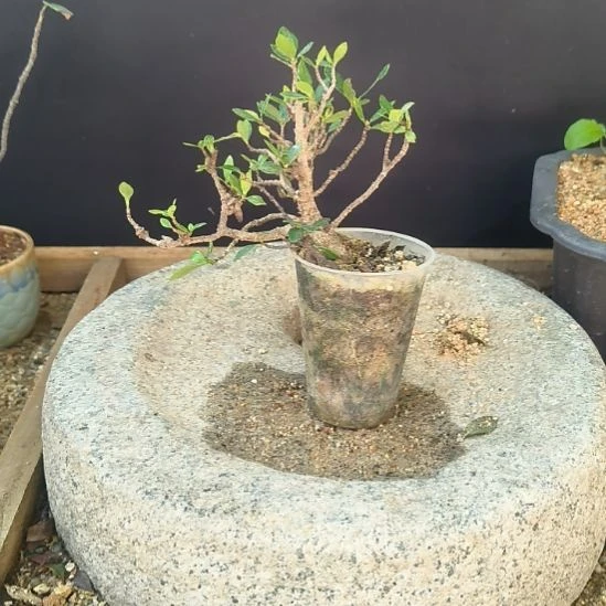 $***$无花朵海岛春花桅子花