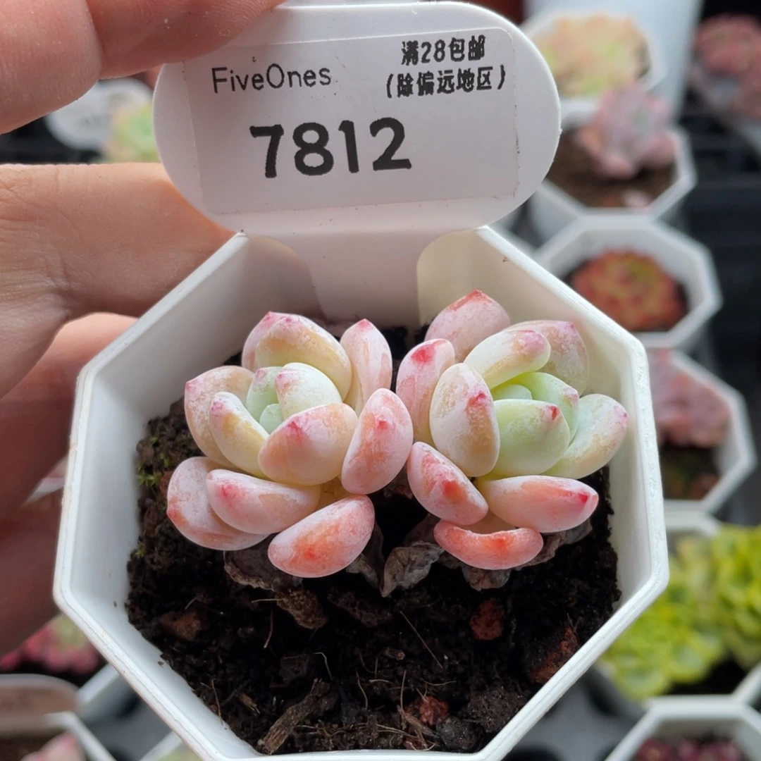 冷香7812-5.0厘米