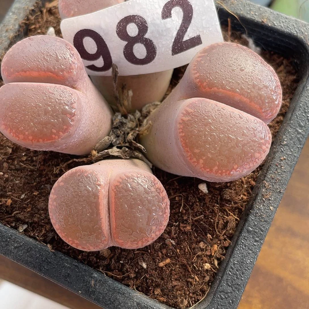 生石花一颗4头982