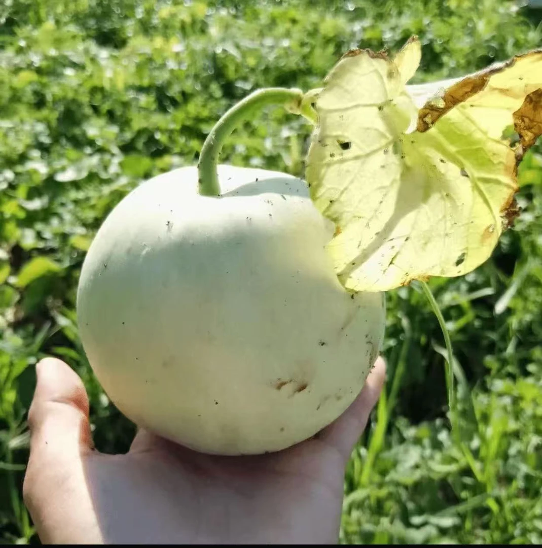 湖南攸县本地香瓜带箱5斤（顺丰包邮）