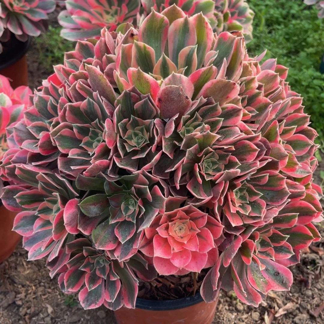 084红粉佳人精品法师老桩