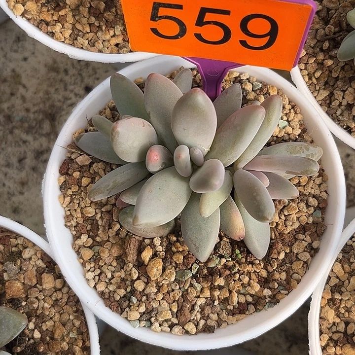 多肉植物企鹅群559