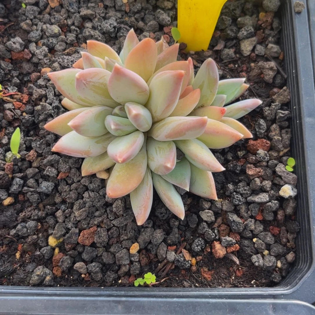 1508下午多肉植物群生