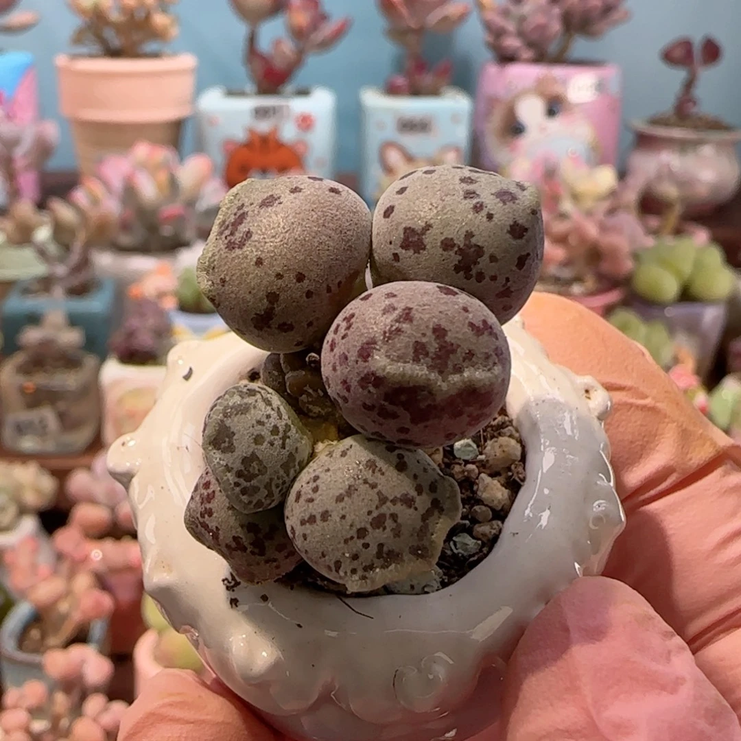 已***置可爱圆胖猫耳 盆口3cm