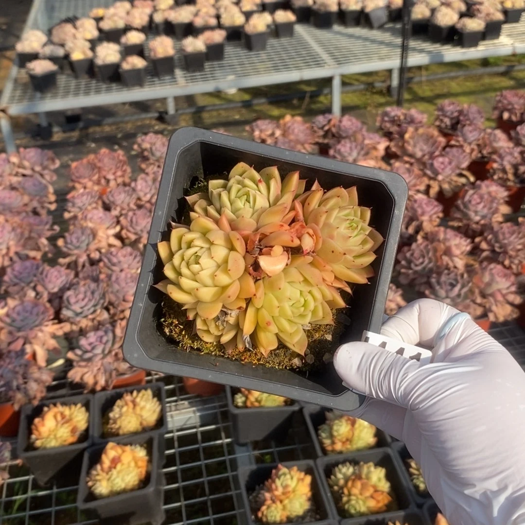 4441东云不知名一物一拍