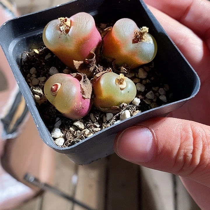 2336。 带盆一盒荔枝窗。