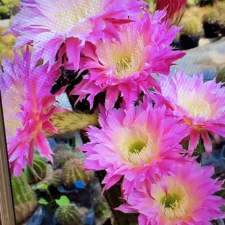 紫薇星侧芽5公分毛花柱