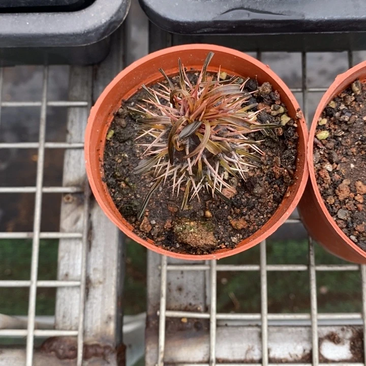 小**虫伯克利和格蕾纳等著名音乐