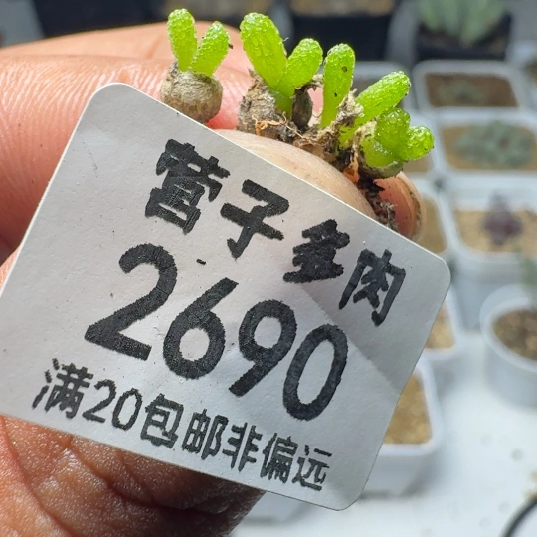 妖奇玉。