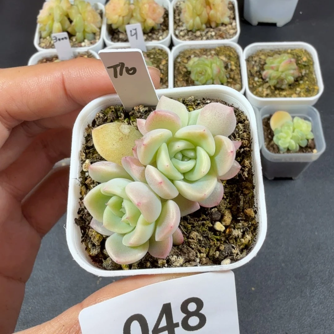 甜心10三头一物一拍048